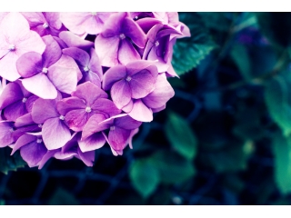 6月といえば、紫陽花